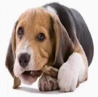 L'animal familier 100KW mâche la chaîne de production pour la santé des dents de chiens
